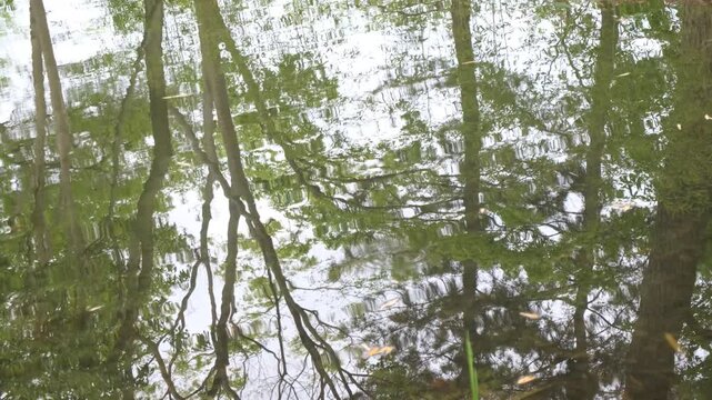 Tree reflections rippling on water surface, abstract natural handheld footage