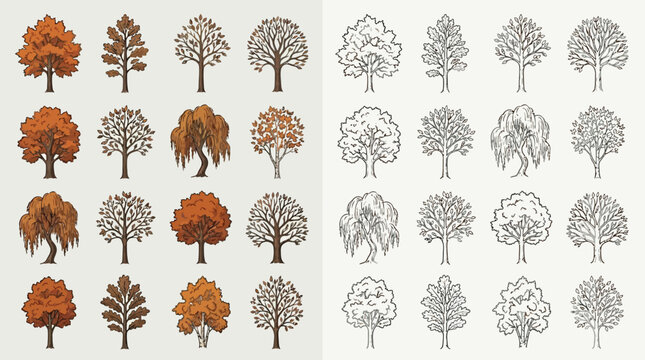 Collection of detailed illustrations of various deciduous trees in autumn colors and line art style.