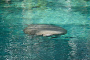 A large sea cow, a manatee, is swimming in Crystal River. The large grey wrinkled leathery skin manatee has its nose and snout out of the water. The animal has a wide, flat tail, flippers and eyes. © Dolores  Harvey