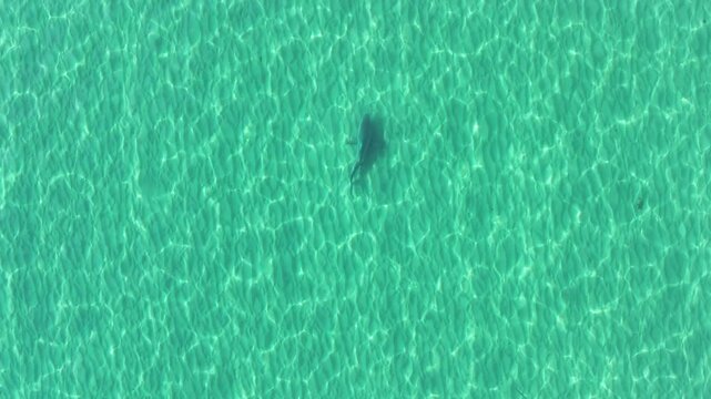 shark swimming in crystal clear water Australia coastline