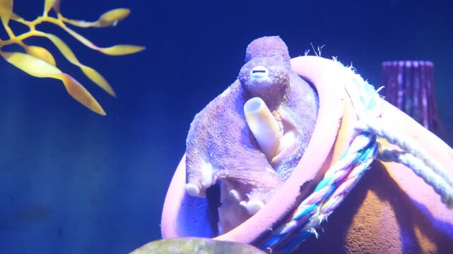 Octopus resting inside a pot in aquarium, subtle siphon movement and breathing behavior