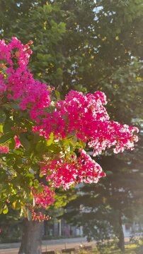 Panning shot from crape-myrtle flowers in the park towards the sunrise