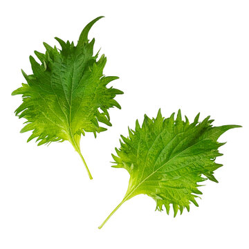 大葉（青じそ） 2枚セットの切り抜き。新鮮な和食の薬味・刺身のつま・食材 (Two green shiso leaves isolated. Fresh Japanese herb for garnish or cooking ingredient)