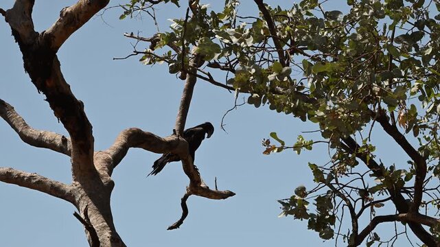 Majestic wedge tailed eagle, Aquila audax, perched in a tree along the Savannah Way in Northern Territory, Australia. Powerful bird of prey in red outback landscape with wild nature scenery.