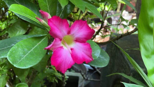 Pink adenium flowers with green leaves background. Adenium obesum&nbsp;is a popular&nbsp;houseplant&nbsp;and&nbsp;bonsai&nbsp;in&nbsp;temperate&nbsp;regions. Blooming flowers look very beautiful.