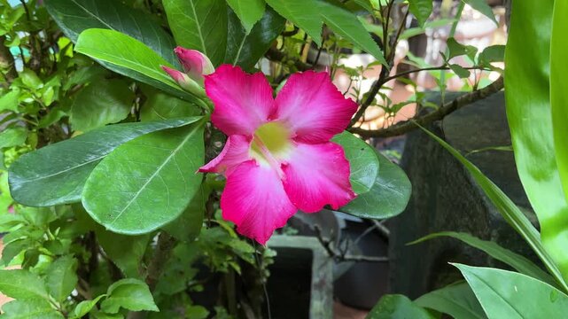 Pink adenium flowers with green leaves background. Adenium obesum&nbsp;is a popular&nbsp;houseplant&nbsp;and&nbsp;bonsai&nbsp;in&nbsp;temperate&nbsp;regions. Blooming flowers look very beautiful.