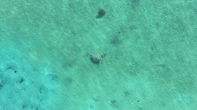 Turtle swimming underwater ocean life wildlife Australia drone aerial