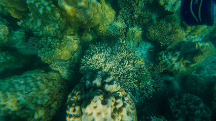 Reef under the sea in Myanmar sea © Dusadeephan Phajee