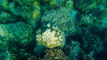 Reef under the sea in Myanmar sea © Dusadeephan Phajee