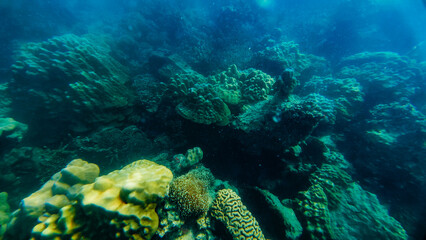 Fototapeta premium Reef under the sea in Myanmar sea
