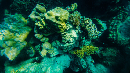 Reef under the sea in Myanmar sea © Dusadeephan Phajee
