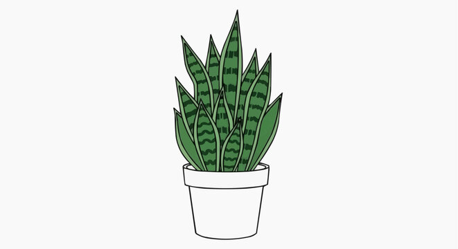 A potted snake plant against a clean backdrop. The plant has long, green leaves with striking patterns
