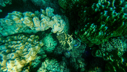 Fototapeta premium Reef under the sea in Myanmar sea