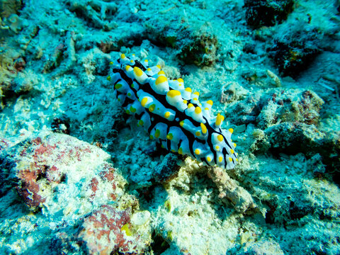 Varicose wart slug or dorid nudibranch,