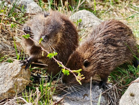 Nutria siblings exploring and munching reeds. Closeup of young nutria at freshwater with textured stones