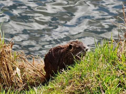 Beaver by water. Closeup of active beaver with textured fur near lively water surrounded by reeds