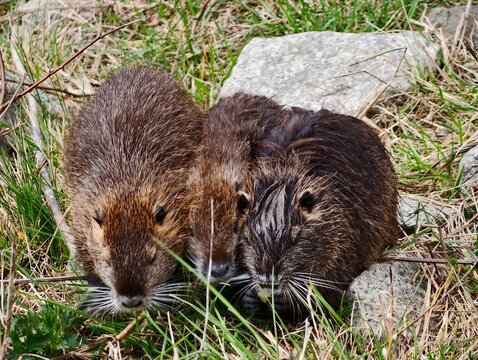 Nutria pair cleaning each other. Nutria family engaging in mutual grooming along grassy shoreline