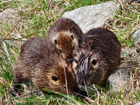 Nutria group grooming with detailed facial features. Intimate moment of nutria trio grooming on shoreline
