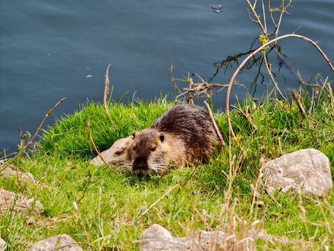 Beaver on riverbank. Beaver gathering food amidst reeds and rocks along tranquil lakeshore background