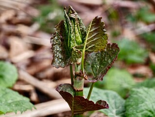 Tender shoot with reddish leaves emerging. Young sprout pushing through mulch with vibrant green tips © Vladimir