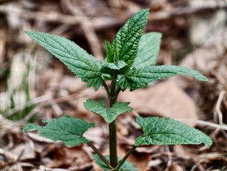 Lively mintlike plant displaying jagged leaves and symmetrical growth in natural environment © Vladimir