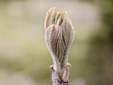 Delicate moisture on tender leaf tips. Intimate macro capturing dew drops and soft pastel background