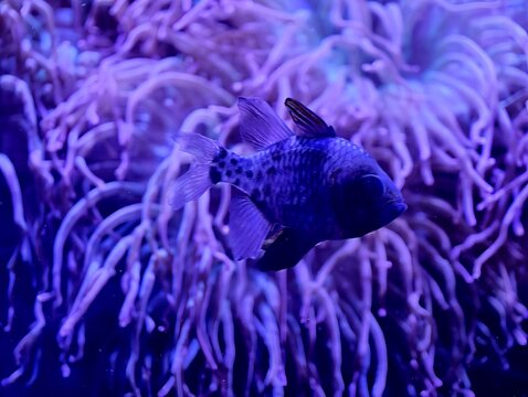 Nighttime aquatic scene. Nocturnal underwater habitat showcasing colorful fish and glowing coral formations