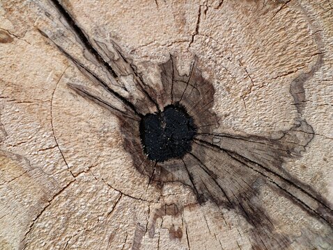 Darkened heart of burnt tree with cracks. Closeup of burned tree center with radial fissures and soot