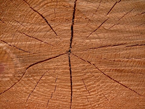 Analyzing age through crosssection features. Using growth rings and fissures for environmental research