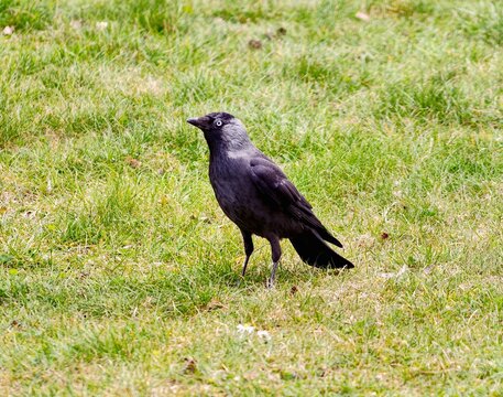 Crow on lawn. Dark bird stands on lush grass. Black bird with shiny feathers in calm outdoor scene