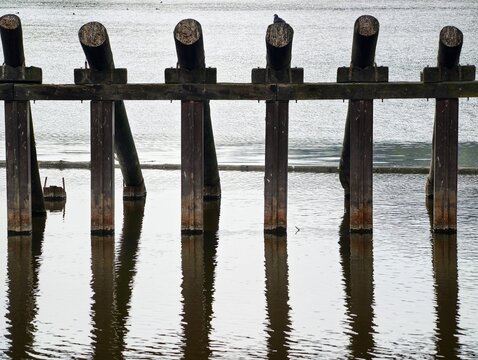 Ancient wood remains. Derelict pier foundations with algae and barnacle growths beneath cloudy skies