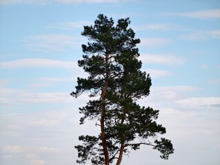 Peaceful lone tree amidst open sky. Calm landscape featuring tall pine and drifting clouds © Vladimir