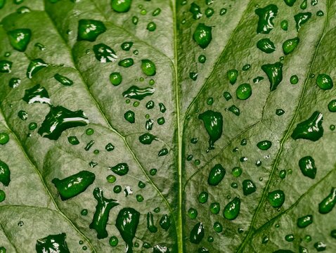 Glistening leaf scene. Morning dew adorns smooth leaf displaying natural green hues and intricate veinwork