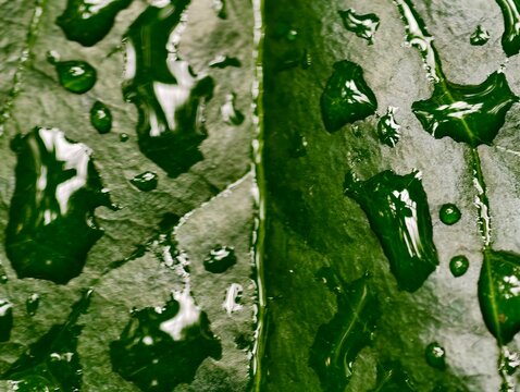 Leaf with dew. High resolution macro capturing dewcovered leaf veins and natural surface features
