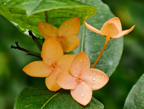 Luxurious tropical plant with fragrant flowers. Bright orange ixora bush glowing under morning dew