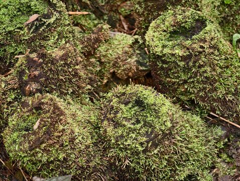 Green moss over damp ground. Thick moss covering moist rocky forest ground with fallen leaves