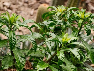 Dynamic and tightly packed shrub showcasing gleaming leaves protected inside wellkept greenhouse environment © Vladimir