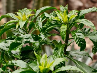 Detailed shot of herbaceous plants highlighting bright lime buds and flavorful leaves ready to harvest © Vladimir