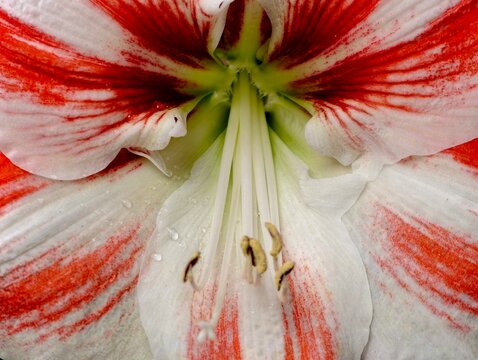 Intricate macro view of flower. Highresolution botanical image capturing petal and stamen intricacies
