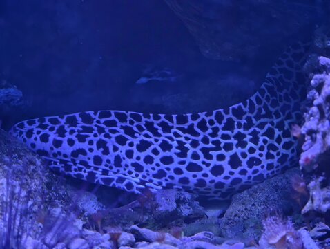Reef environment hosts elusive moray eel showcasing distinctive spotted markings and cautious stance