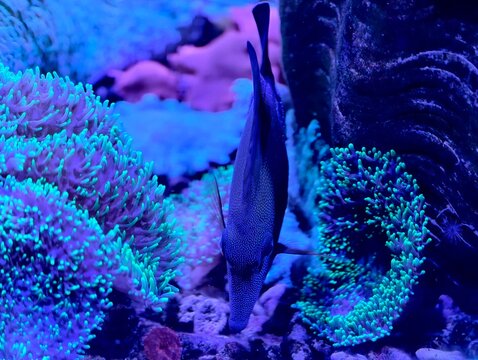 Serene marine environment featuring solitary fish patrolling luminous anemone clusters amidst rocky seabed