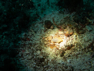 Obraz premium Yellow-spotted nudibranch, Gymnodoris rubropapulosa in Raja Ambut