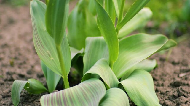 Young green tulip leaves with red stripes in the spring garden. Beautiful sprouts of flowers on a blurred background. Close up of plant growing in the ground in early spring. 