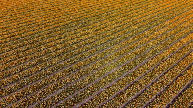 Vibrant aerial top-down view of an expansive yellow tulip field in the Netherlands. Perfectly symmetrical diagonal rows of blooming flowers create a stunning natural pattern during spring season.