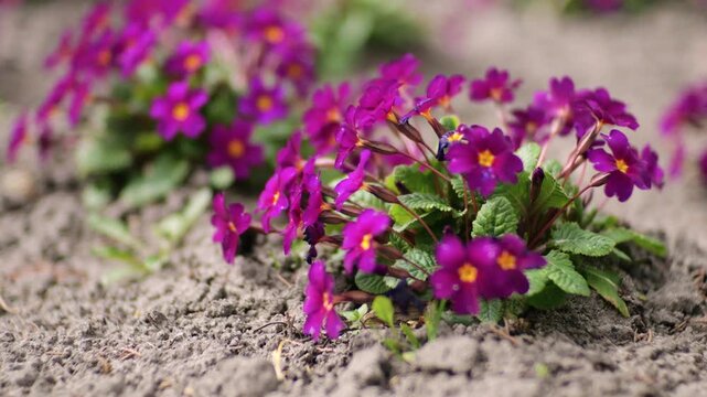 Purple primrose flowers in the garden. Beautiful blooming flowers in spring. Close up of purple primrose. Spring flowers in the outdoor park.