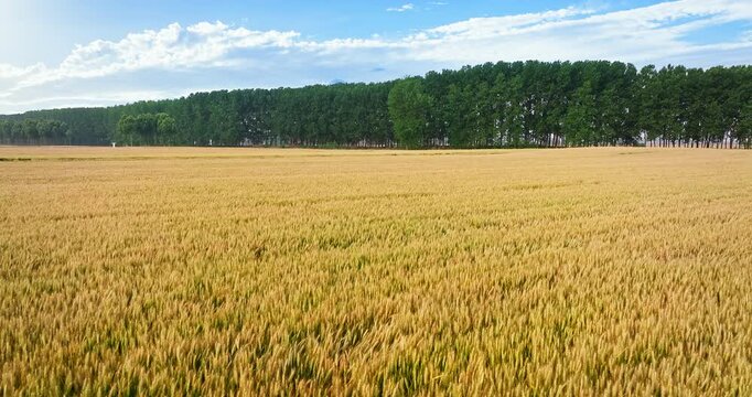 Panoramic view of ripe golden wheat field and dense green forest under clear blue sky