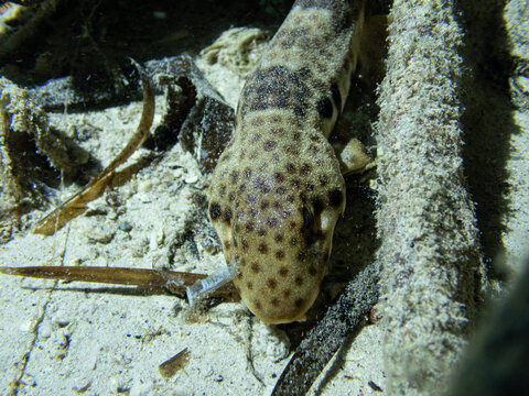 walking shark Longtail carpet shark