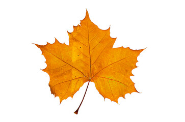 Fototapeta premium Autumn maple leaves isolated on transparent background .fallen autumn maple leaf,