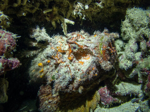 Reef stonefish