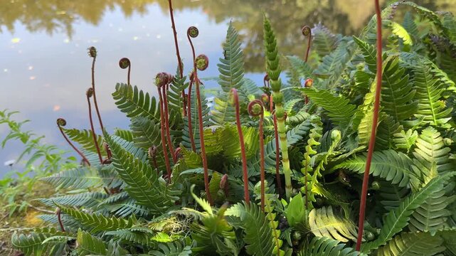 Beautiful new ferns growing next to a pond.